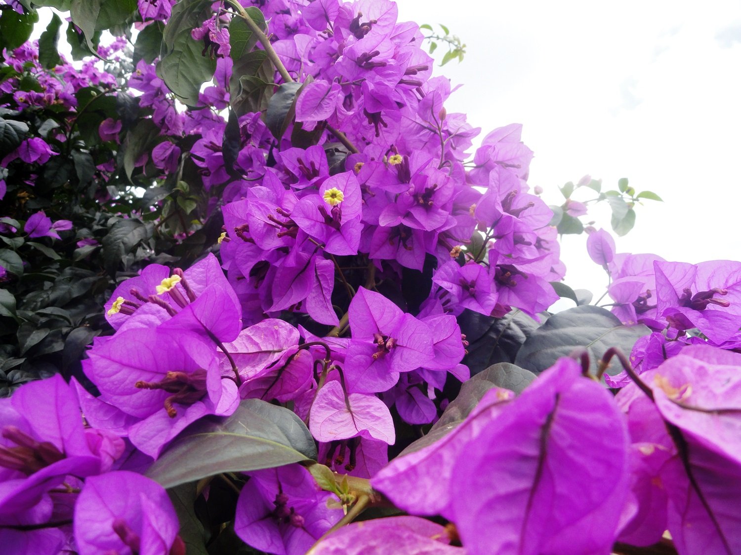 Jyothis Joys blog kaizen bloomed in violet
